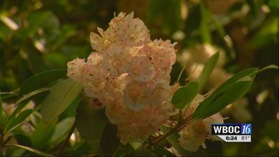 Travels With Charlie If Spring Was a Basketball Matchup