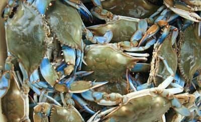 Blue Crabs