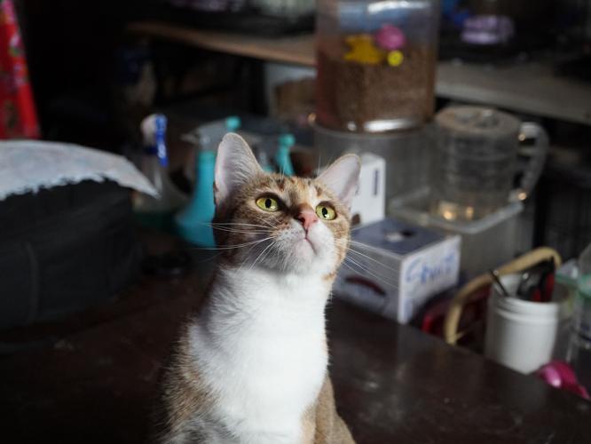 Vietnam Cat Meat