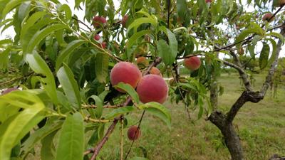 Peaches