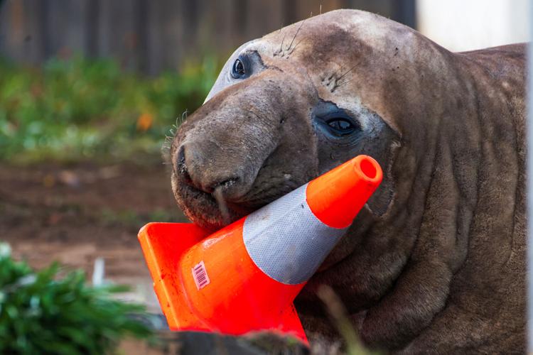 Australia Neil the Seal