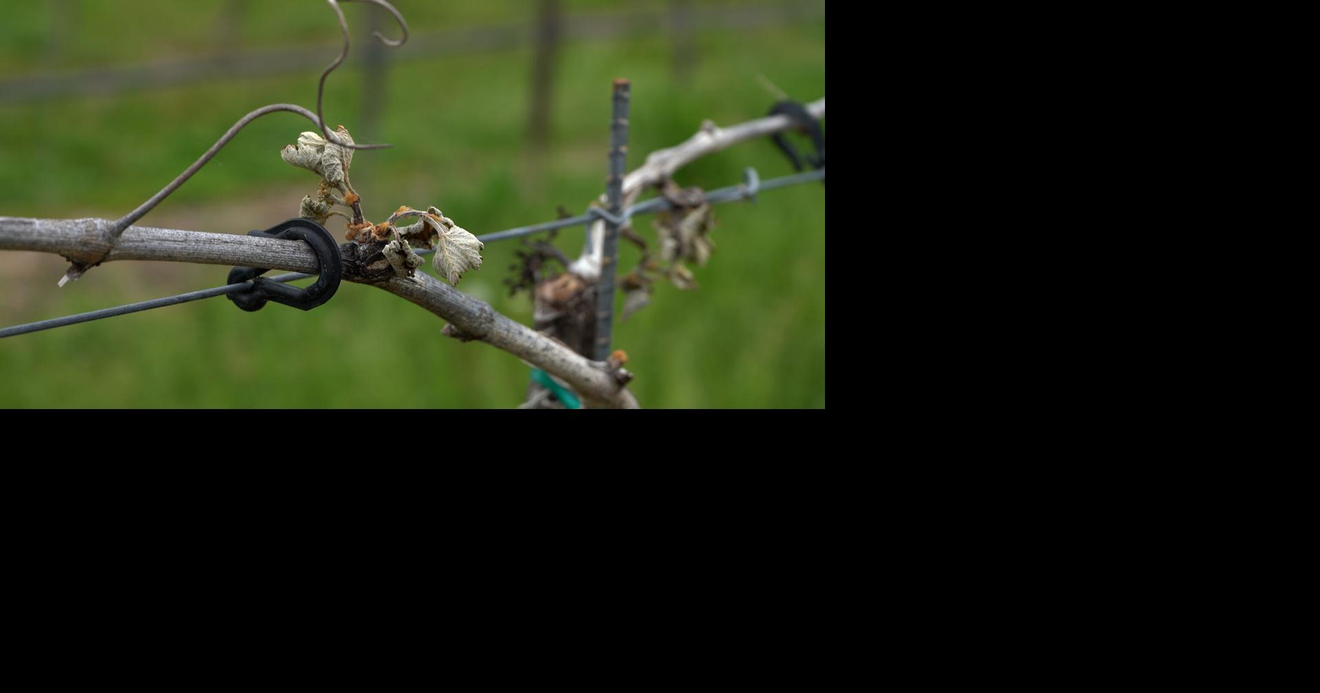 Frost hits vineyards hard across Delmarva; Potential impacts to regional wine production