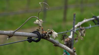 Wilted Grape Bud