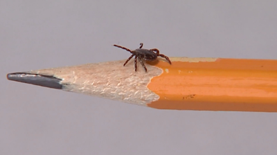 Ticks in Accomack County