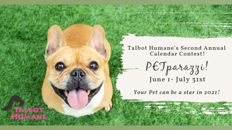 DLPET060320.00_00_57_21.Still001