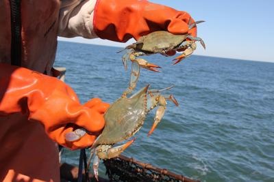 Blue Crabs
