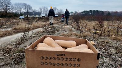 Gleaning squash in Somerset