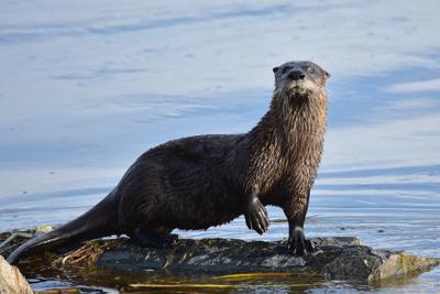 River Otter