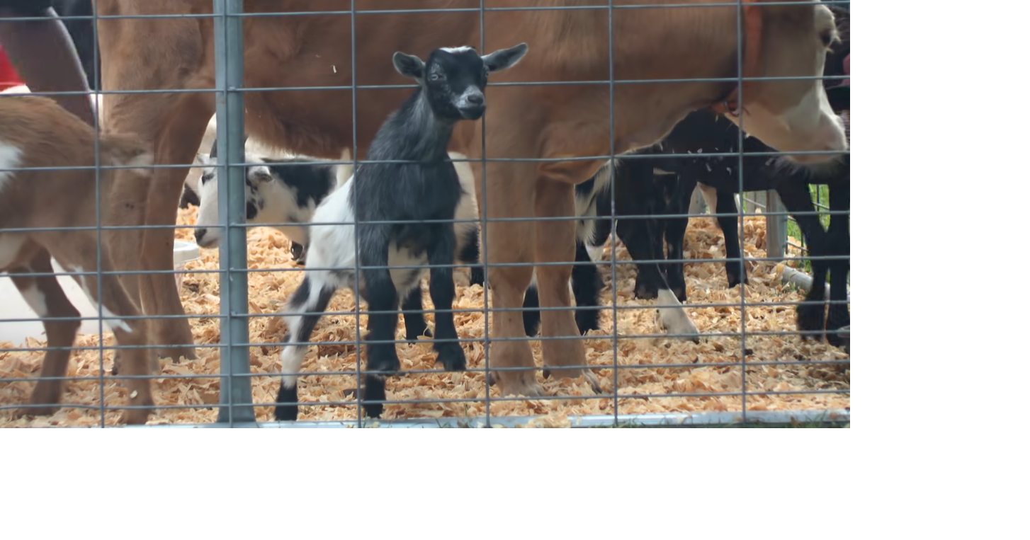 Wicomico County Fair celebrates 90 years
