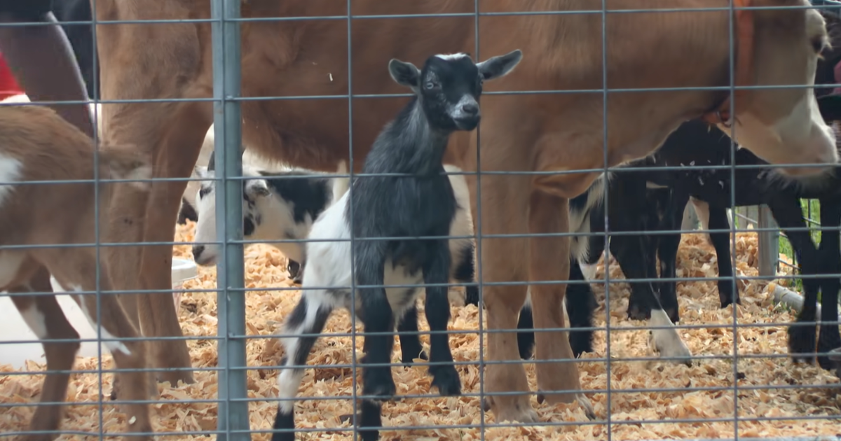 Wicomico County Fair celebrates 90 years
