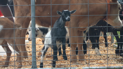 A goat looking through a fence at the Wicomico County Fair.
