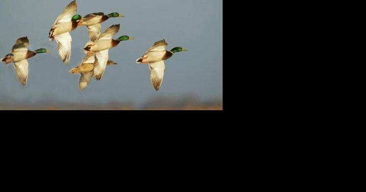 Waterfowl Hunting Day for Youth, Veterans, and Military Returning to Maryland - Vimarsana News