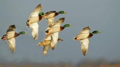 Duck Hunting Season to Open Friday in Del.