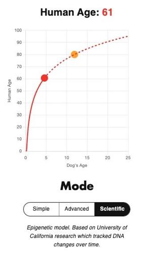 Dog Age Calculator Launches With New Breed-Specific Aging Model