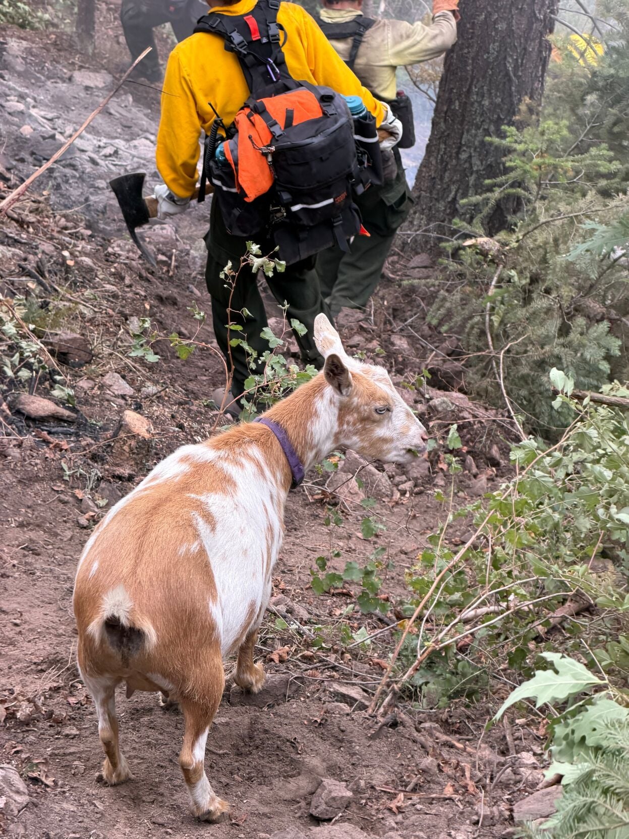 Wildfire Goat