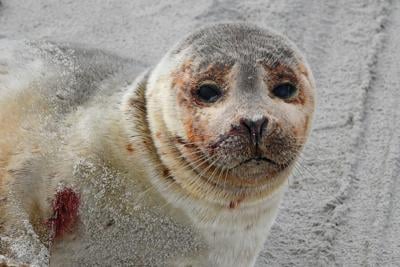 Responders say Seal Sightings Becoming More Regular on Delmarva