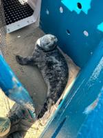 Seal Pup Rescued from Cape Henlopen State Park