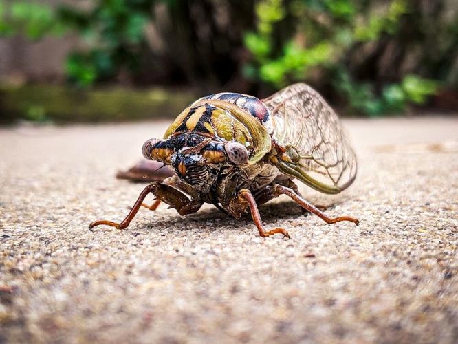 Cicada