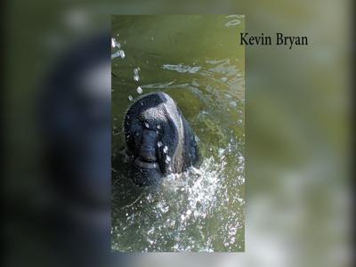 Rare Sighting: Manatee Spotted Near Sunset Marina in OC