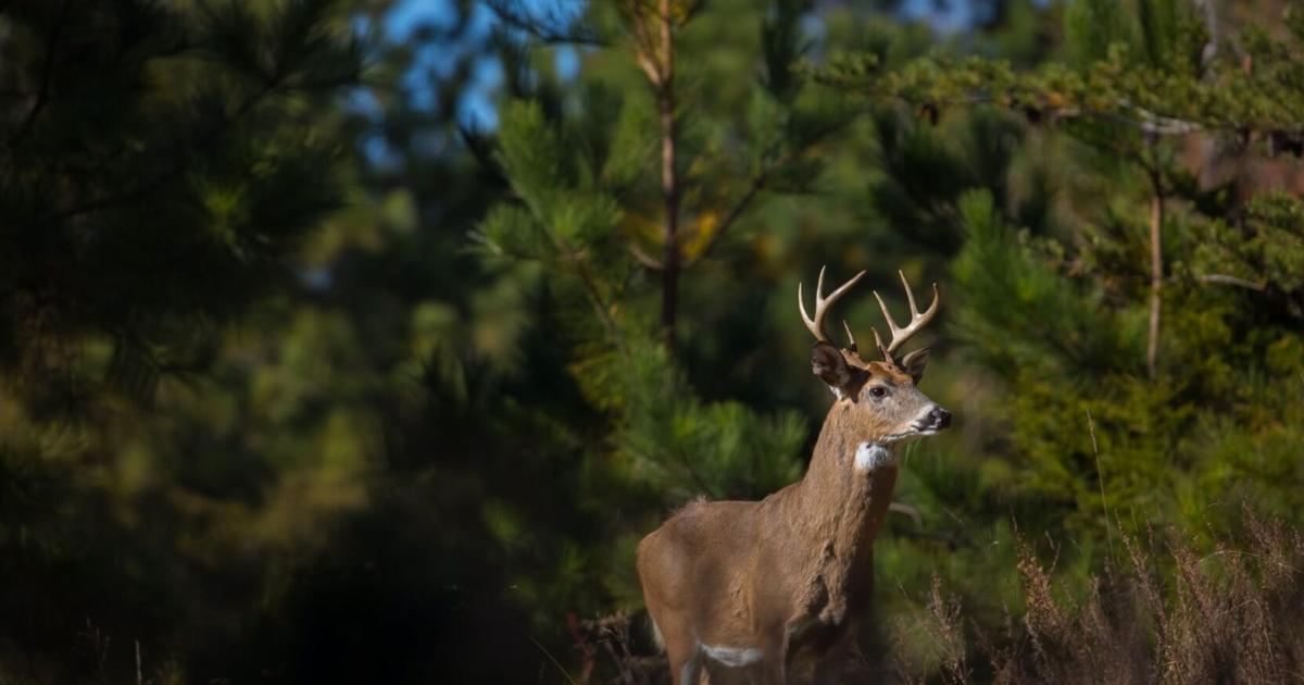Virginia considers increasing hunting and fishing license fees, new wildlife regulations