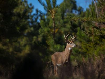 male deer
