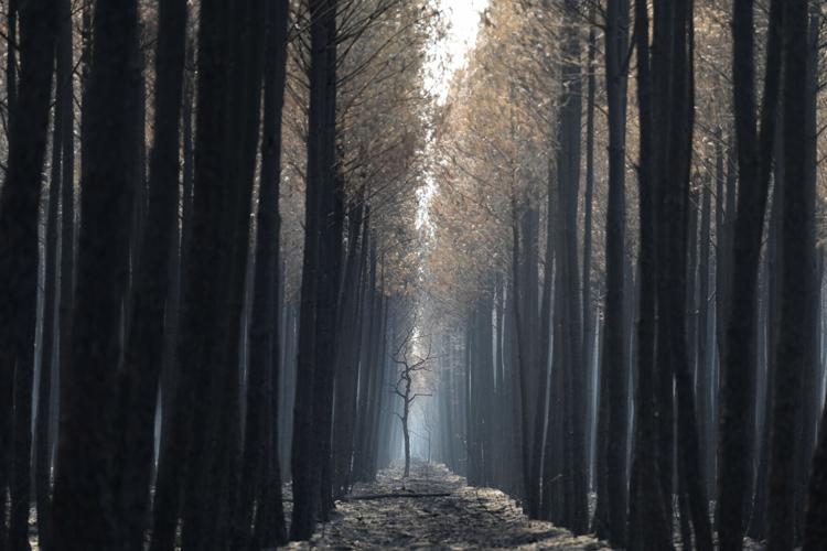APTOPIX France Wildfires