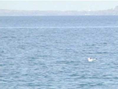 Study: Chesapeake Bay Cleanup Would Bring $22B Boon