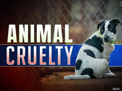 Animal Cruelty Generic