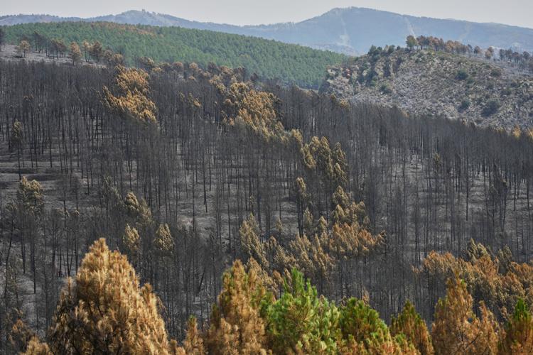 Spain Europe Wildfires
