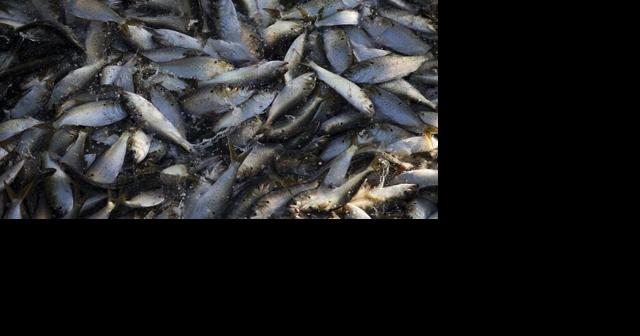 Virginia Menhaden Study Funding Punted to 2025 - Vimarsana News