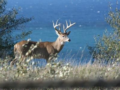 New Md. Sunday Hunting Rules Could Come in Nov.