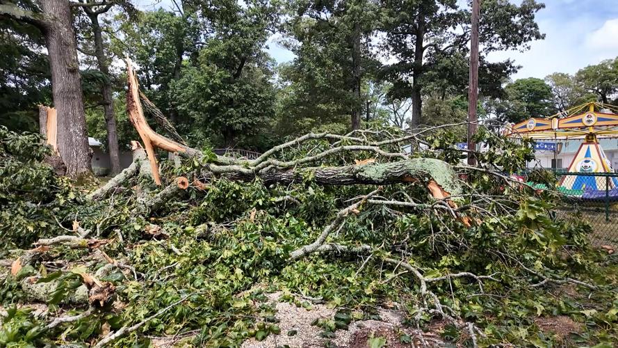 FastMoving Winds and Trees Went Together About as Well as Oil and