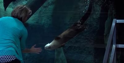 paid-content-by-delmarva-discovery-center-new-otter-exhibit-youtube