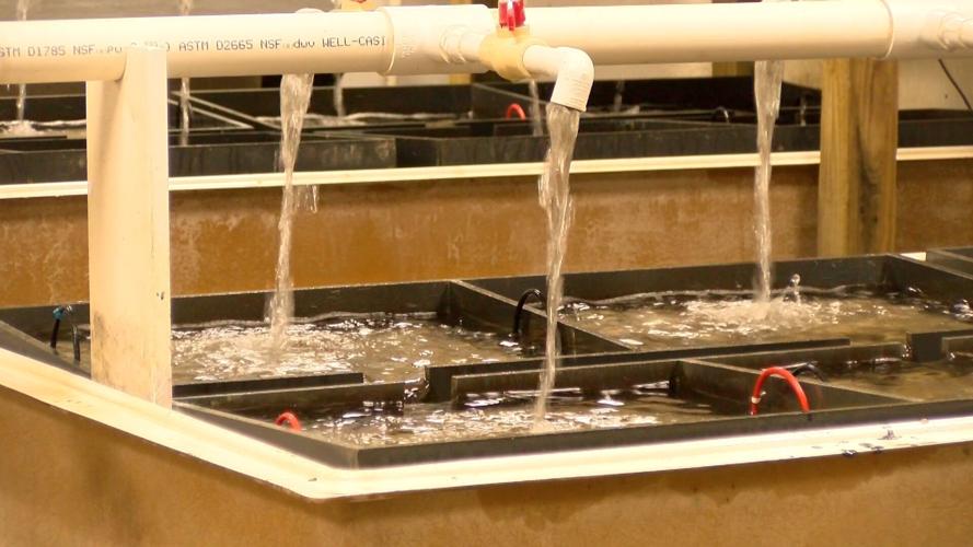 UMCES Oyster Restoration Project