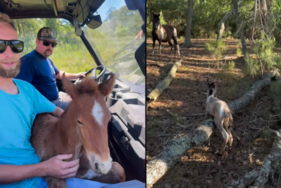 Chincoteague Foal Rescues