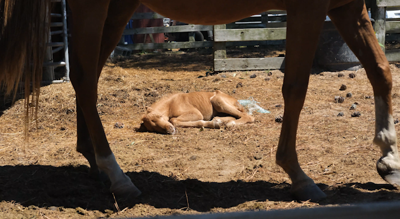 Foal #102