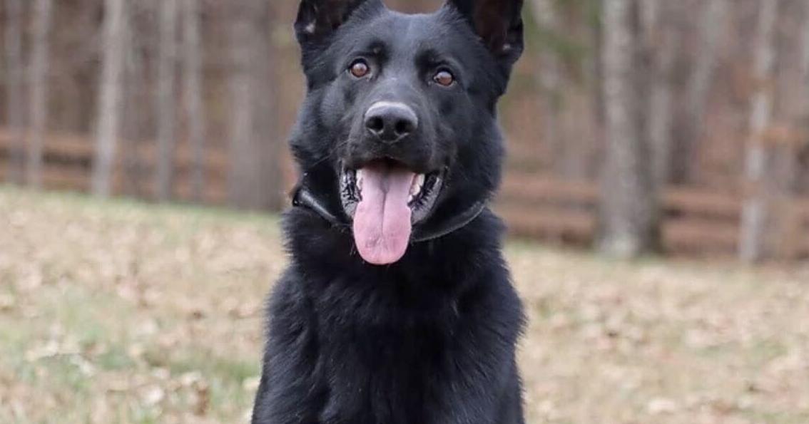 No charges in connection to Dorchester County Sheriff K9’s hot vehicle death