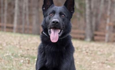 K9 Ender