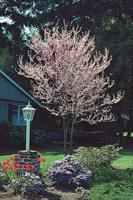 redbud