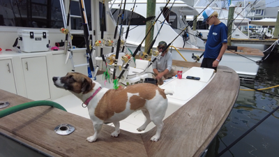 DOG ON BOAT