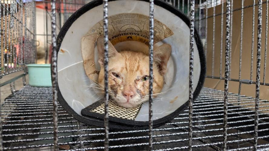 Vietnam-Cat Rescue