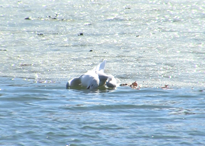 Dead bird near Ocean Pines