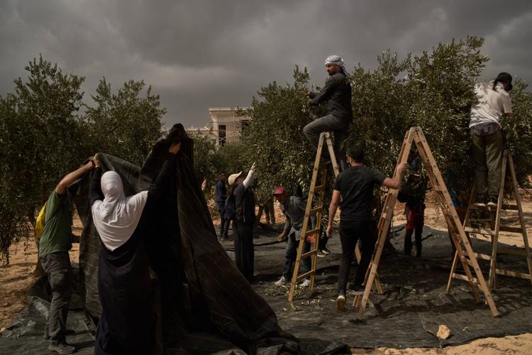 Photos show Israeli settler attacks disrupting the West Bank olive harvest