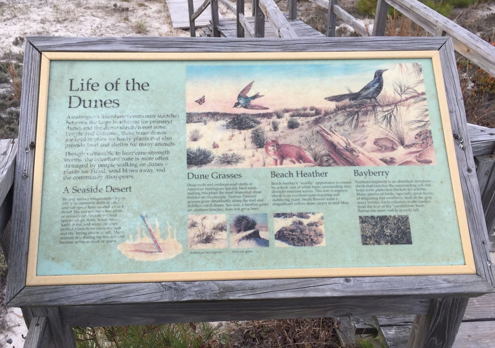 Assateague Island National Seashore Increases Fees to Fix Infrastructure