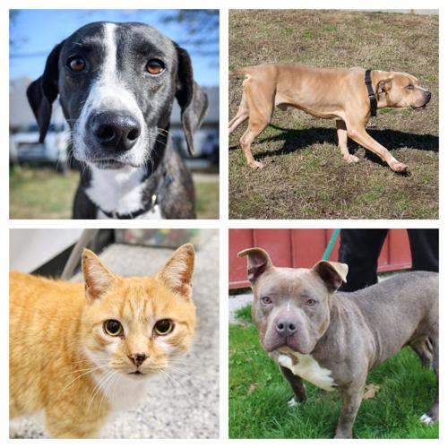 Pet Connect – March 13, 2020