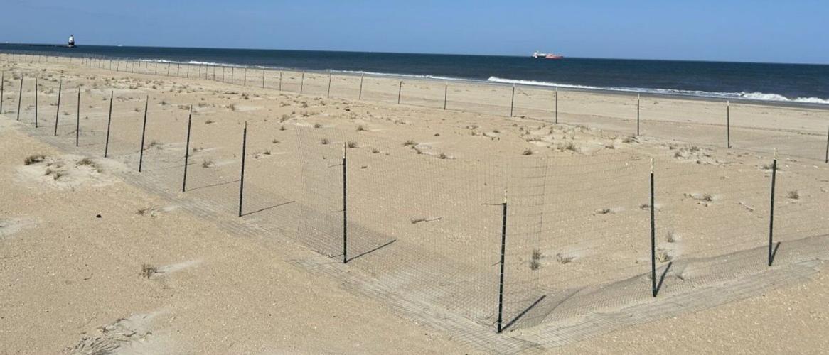 Least tern exclosure