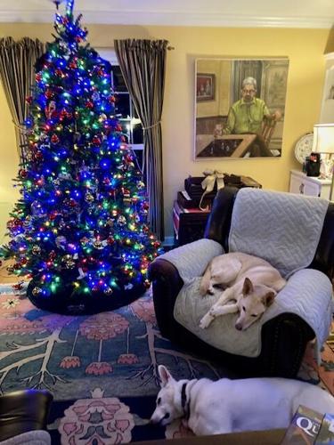 Pebbles and Luna dreaming about presents underneath the tree.