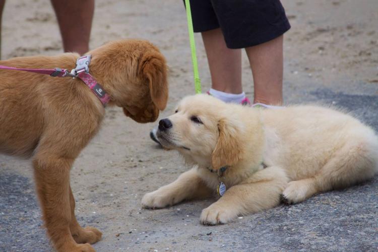 14556589_648615491978835_9018075628518474207_o