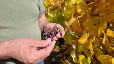 Dried Grapes