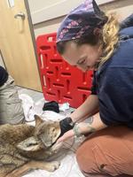 Salisbury Zoo’s Red Wolf Returns Following Successful Surgery